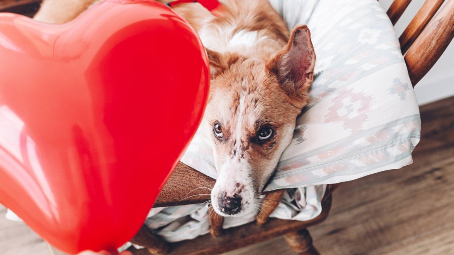 Cães e gatos podem ser doadores de sangue