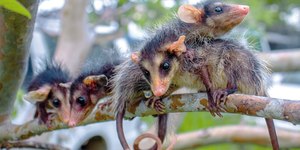 Saruês invadem cidade brasileira e capturas sobem 172% em um ano