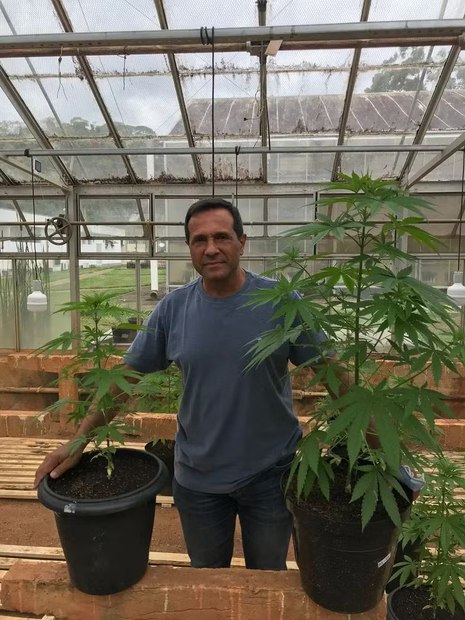 Banco da UFV possui 68 variedades brasileiras da Cannabis Banco da UFV possui 68 variedades brasileiras da Cannabis