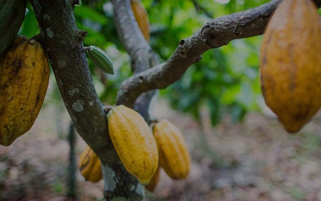 Como produtoras de café e cacau lidam com as mudanças climáticas Como produtoras de café e cacau lidam com as mudanças climáticas