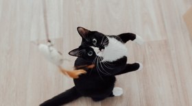 8 passos para ensinar seu gato a ficar de pé nas patas traseiras