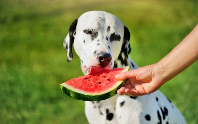 8 frutas que os cachorros podem comer