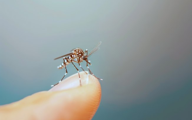 Tecnologia cria proteção contínua contra o Aedes aegypti