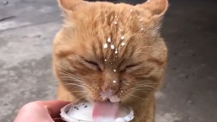 Gato se lambuza tomando leite e derrete coração dos internautas