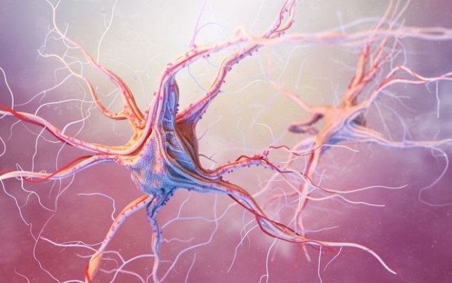 Hormônio do crescimento regula a ansiedade em neurônios