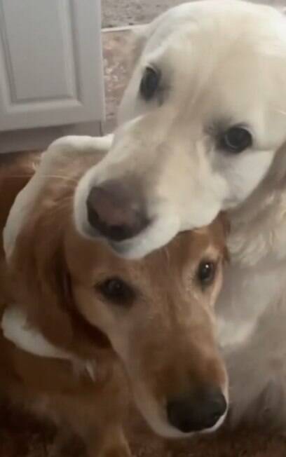 Cão abraça irmão em pedido de desculpas; vídeo é extremamente fofo