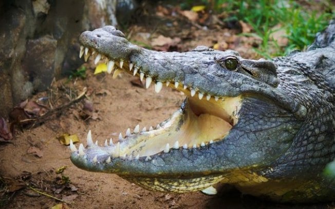 Qual é a diferença entre jacaré e crocodilo?