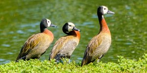 Gripe aviária é confirmada em marreco no Parque Ibirapuera