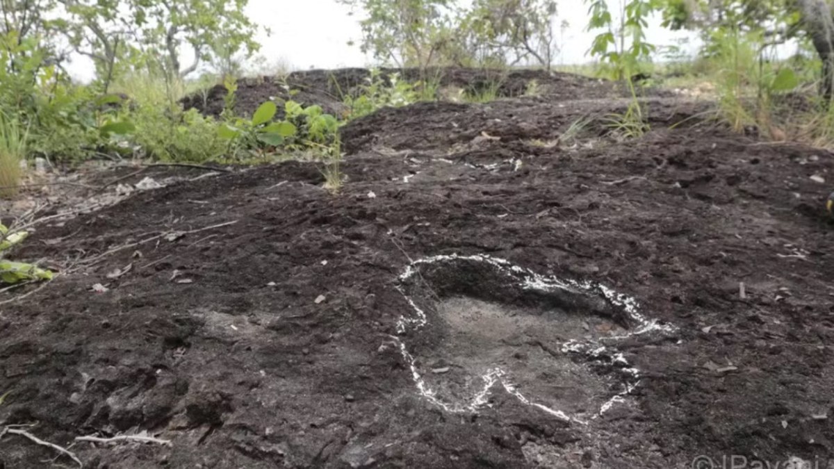 Inédito: pegadas de dinossauros são descobertas na Amazônia Inédito: pegadas de dinossauros são descobertas na Amazônia