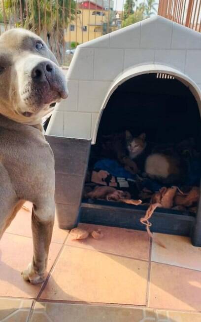 Hades, um cão da raça Pitbull, acolheu a gatinha grávida