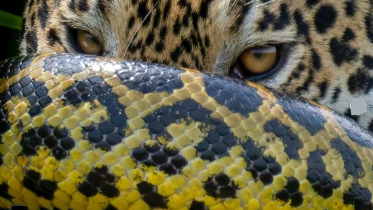 Onça-pintada enfrenta sucuri em duelo raro no Pantanal Onça-pintada enfrenta sucuri em duelo raro no Pantanal