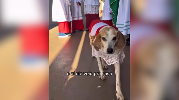 Cachorro vira "cãoroinha" após ser adotado por padre em Barretos