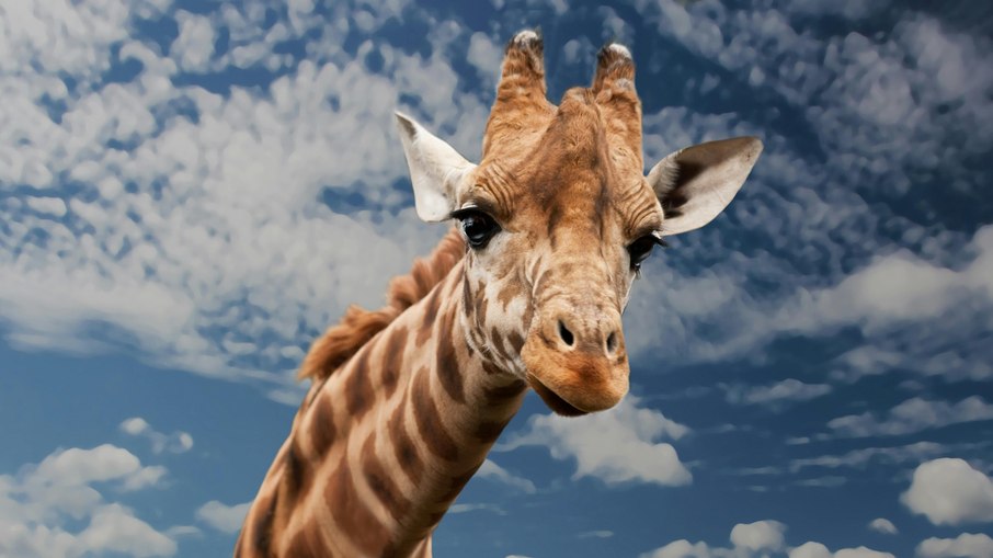 Girafas podem entrar na lista de animais em risco de extinção