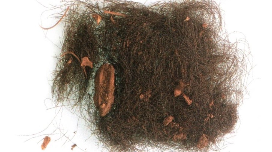 Fios de cabelo analisados por cientistas foram encontrados em caverna na Espanha