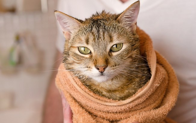 Banho seco em gato: saiba como higienizar sem estressar seu pet