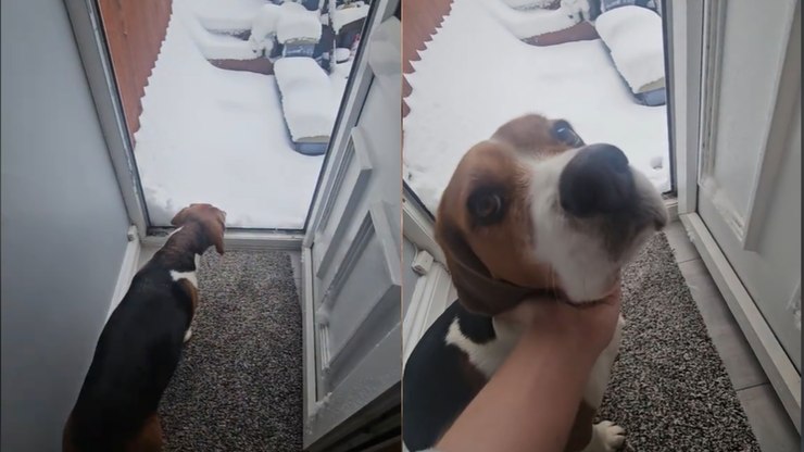Tutor leva beagle para fazer as necessidades na neve, mas reação encanta web