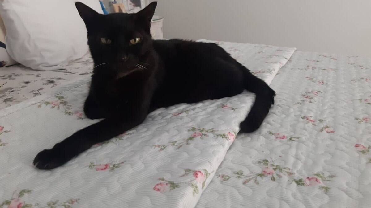 Bóris foi diagnosticado já em idade avançada, mas responde bem ao tratamento