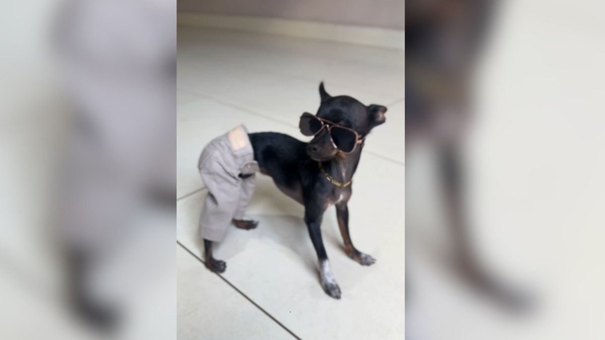 Cachorro viraliza com look ousado