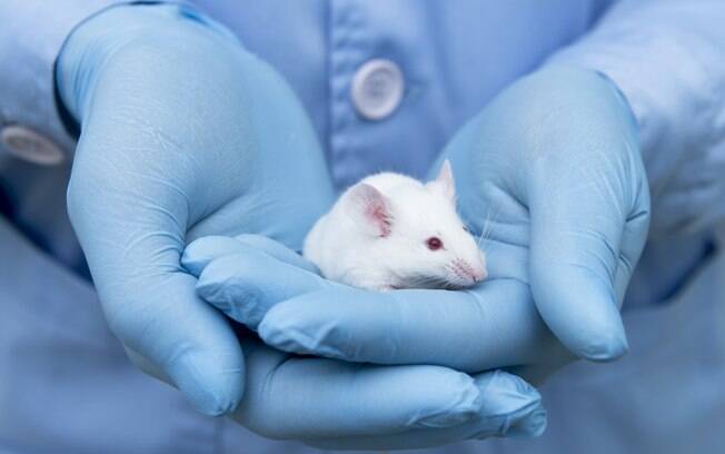 Cientistas implantaram as células em ratos de laboratório, notando que os animais apresentaram resistência à cocaína