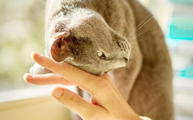 8 comportamentos curiosos e intrigantes dos gatos