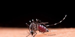 Paciente de férias no Brasil morre de malária no interior de MG