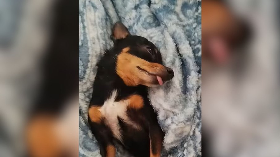 Cachorro se mostra “esgotado” mesmo sem ter feito nada Cachorro se mostra “esgotado” mesmo sem ter feito nada