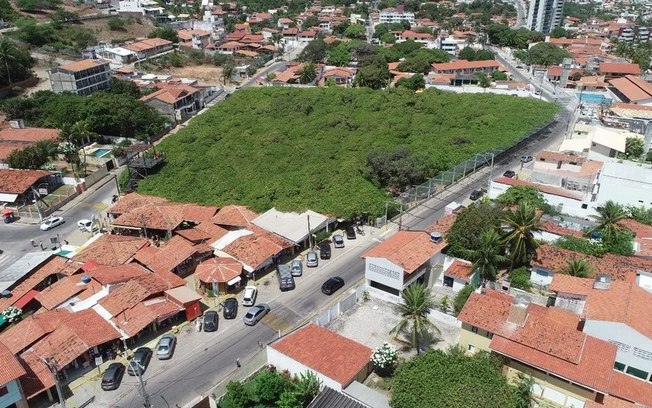 Pirangi do Norte: como é a visita ao maior cajueiro do mundo, perto de Natal (RN)