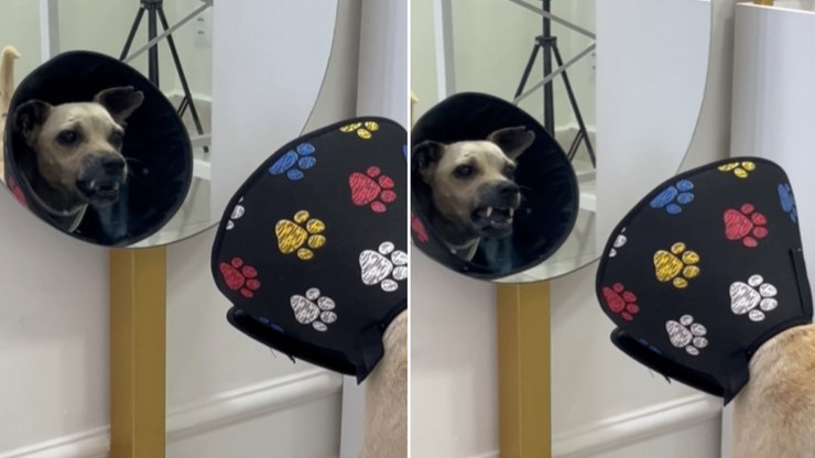 Cão estranha o próprio reflexo ao se ver no espelho pela 1ª vez