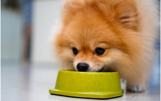 Principais cuidados com a alimentação dos pets