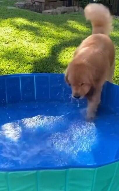 Cão não consegue segurar emoção ao ver piscina