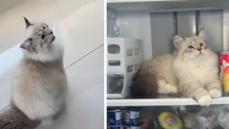 Ar-condicionado? Gato transforma geladeira em refúgio do calor