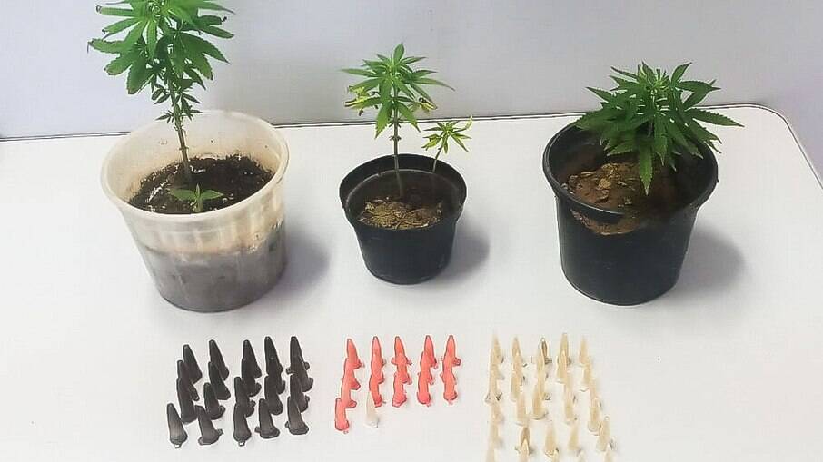 Foram encontrados 67 pinos contendo pedras de crack e cinco mudas de Cannabis sativa, planta herbácea conhecida popularmente como maconha.