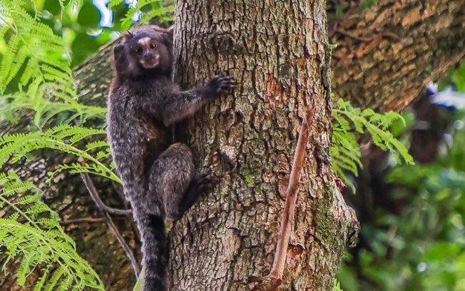 Lazer em Osasco: parque reúne carpas e família de macacos Lazer em Osasco: parque reúne carpas e família de macacos