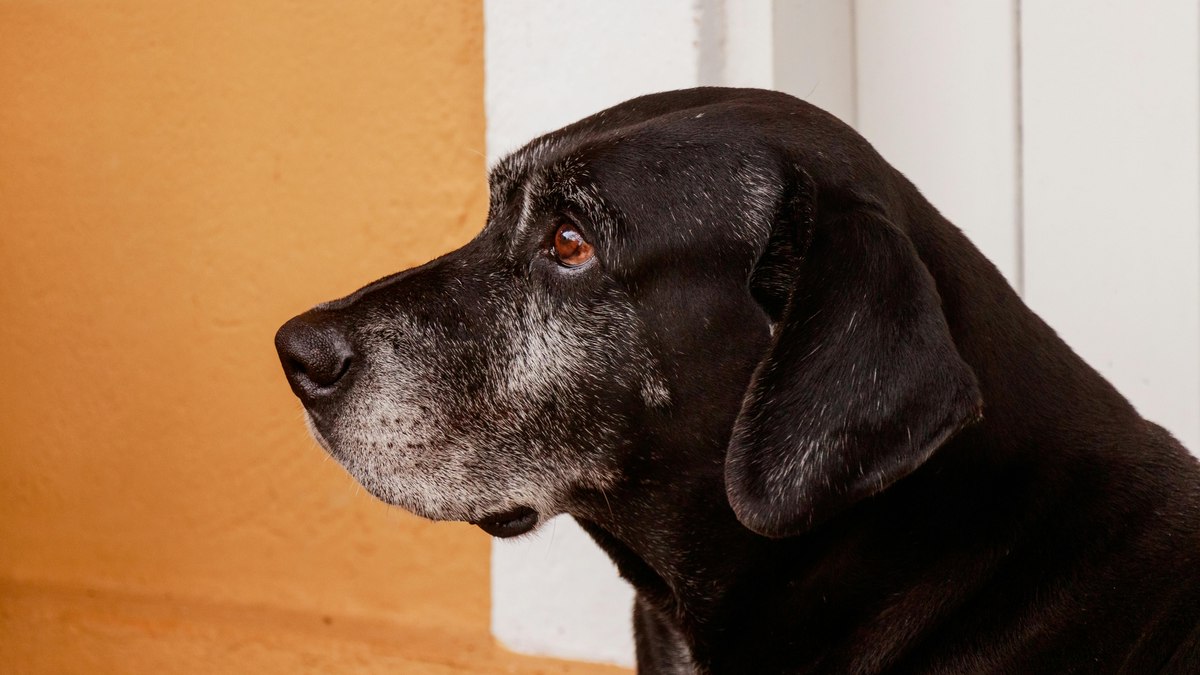 Como cuidar da saúde de cães que chegam à terceira idade
