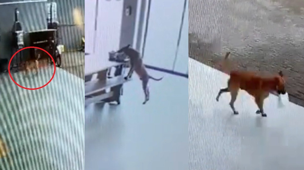 Cachorro caramelo invade refeitório de empresa e leva marmita de funcionário