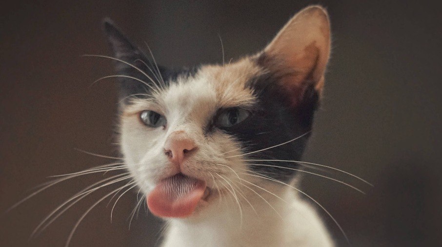 Gatos têm quase 300 expressões faciais diferentes