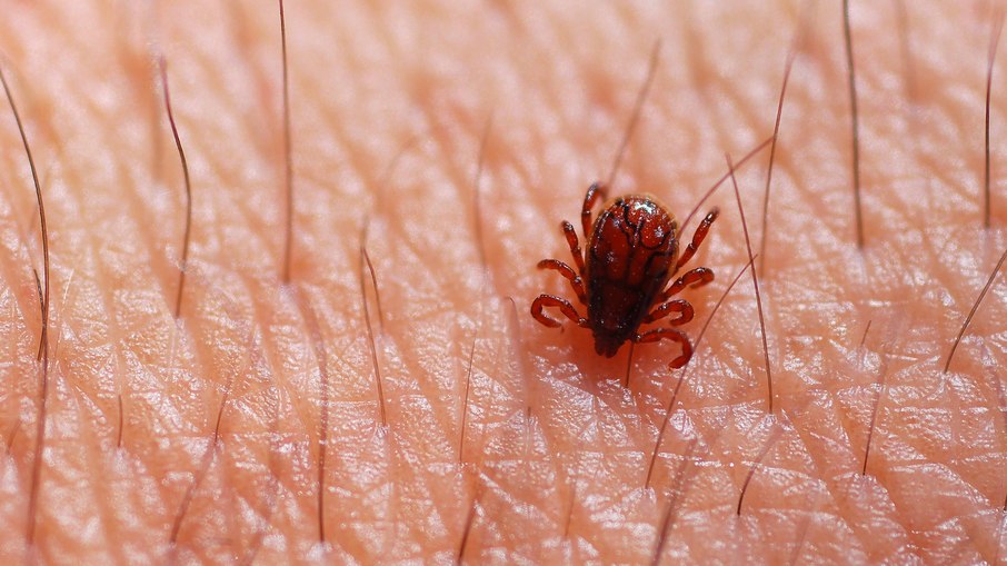carrapato-estrela, febre maculosa