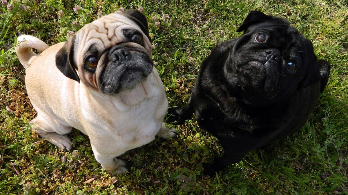 Cachorros da raça pug