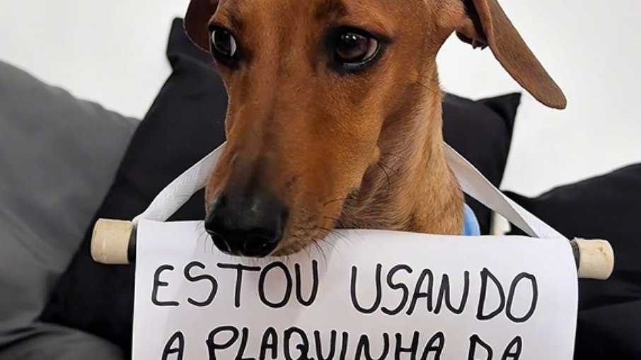 Plaquinha da vergonha foi feita pela tutora Jaque Santos Plaquinha da vergonha foi feita pela tutora Jaque Santos