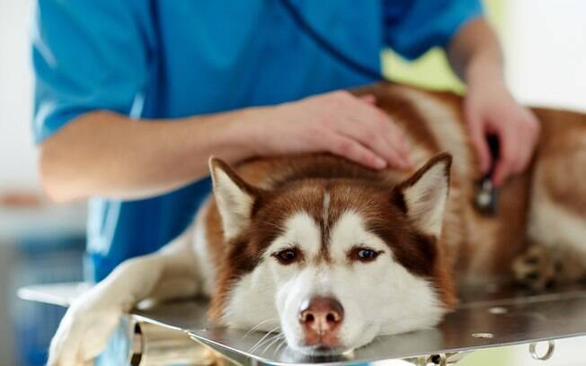 A melhor opção é sempre levar os animais que estão passando mal no veterinário  