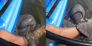Amizade entre peixe-boi e humano encanta a web: "Adorável"