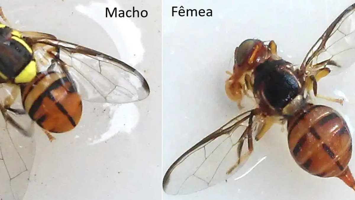 Mosca-da-carambola leva quatro estados à emergência fitossanitária