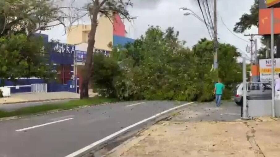 Em seis dias, chuvas provocam 27 quedas de árvores em Campinas