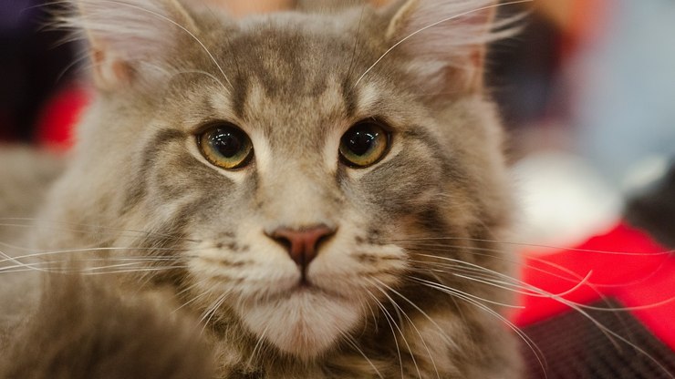 Exposição gratuita de gatos exóticos e gigantes volta ao ABC Paulista