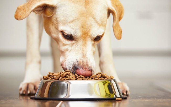 3 dúvidas sobre alimentação para cães e gatos