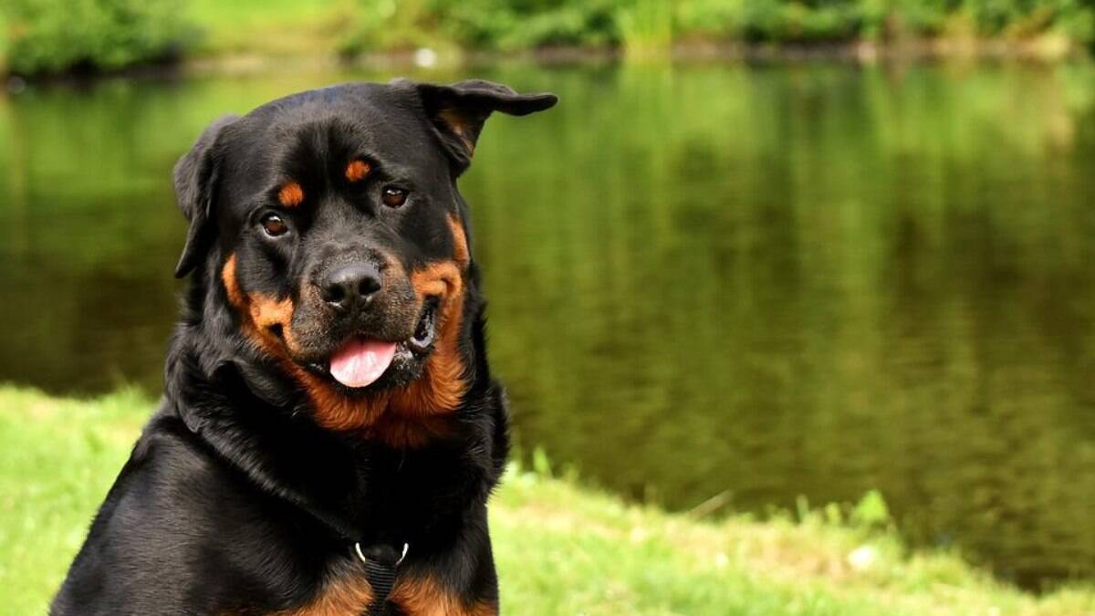 Os Rottweilers são animais gentis, mas com um enorme senso de proteção Os Rottweilers são animais gentis, mas com um enorme senso de proteção