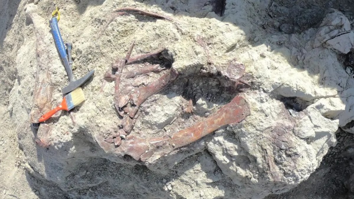 Cientistas descobrem dinossauro fossilizado enquanto devorava crocodilo na Patagônia Cientistas descobrem dinossauro fossilizado enquanto devorava crocodilo na Patagônia