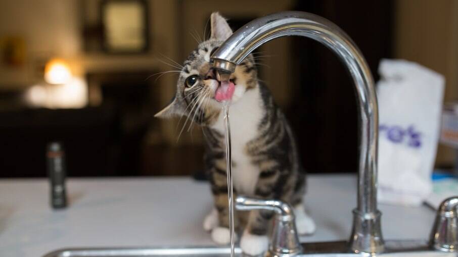 Gatos costumam preferir beber água de fontes correntes