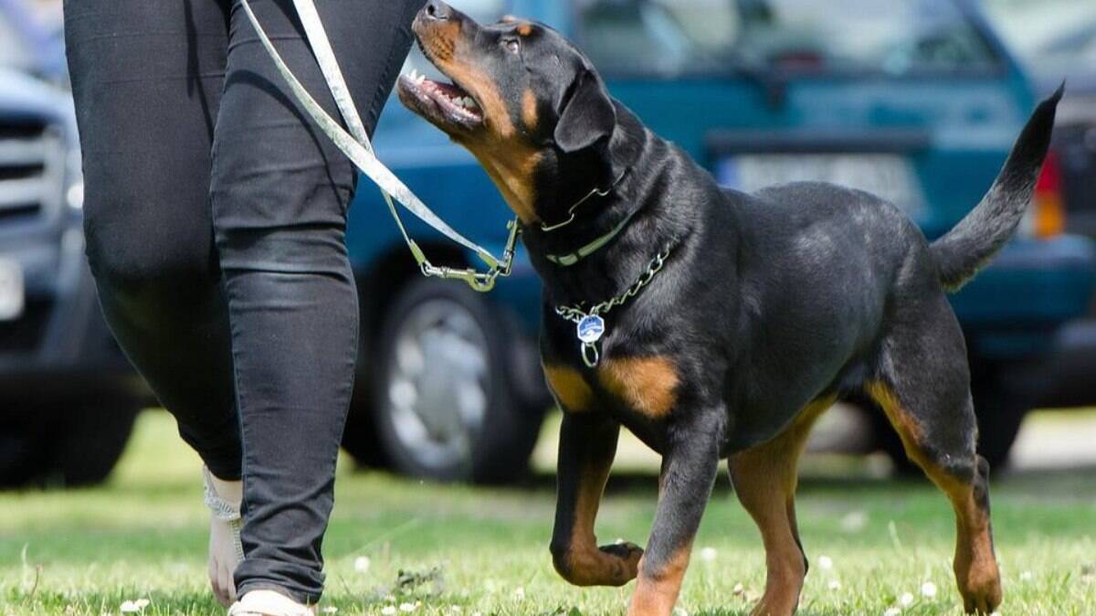 O tutor de um Rwottweiler deve levar o animal para passeios diários 