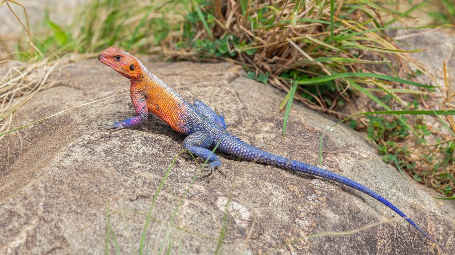 Conheça o agama-de-Mwanza, apelidado de lagarto Homem-Aranha